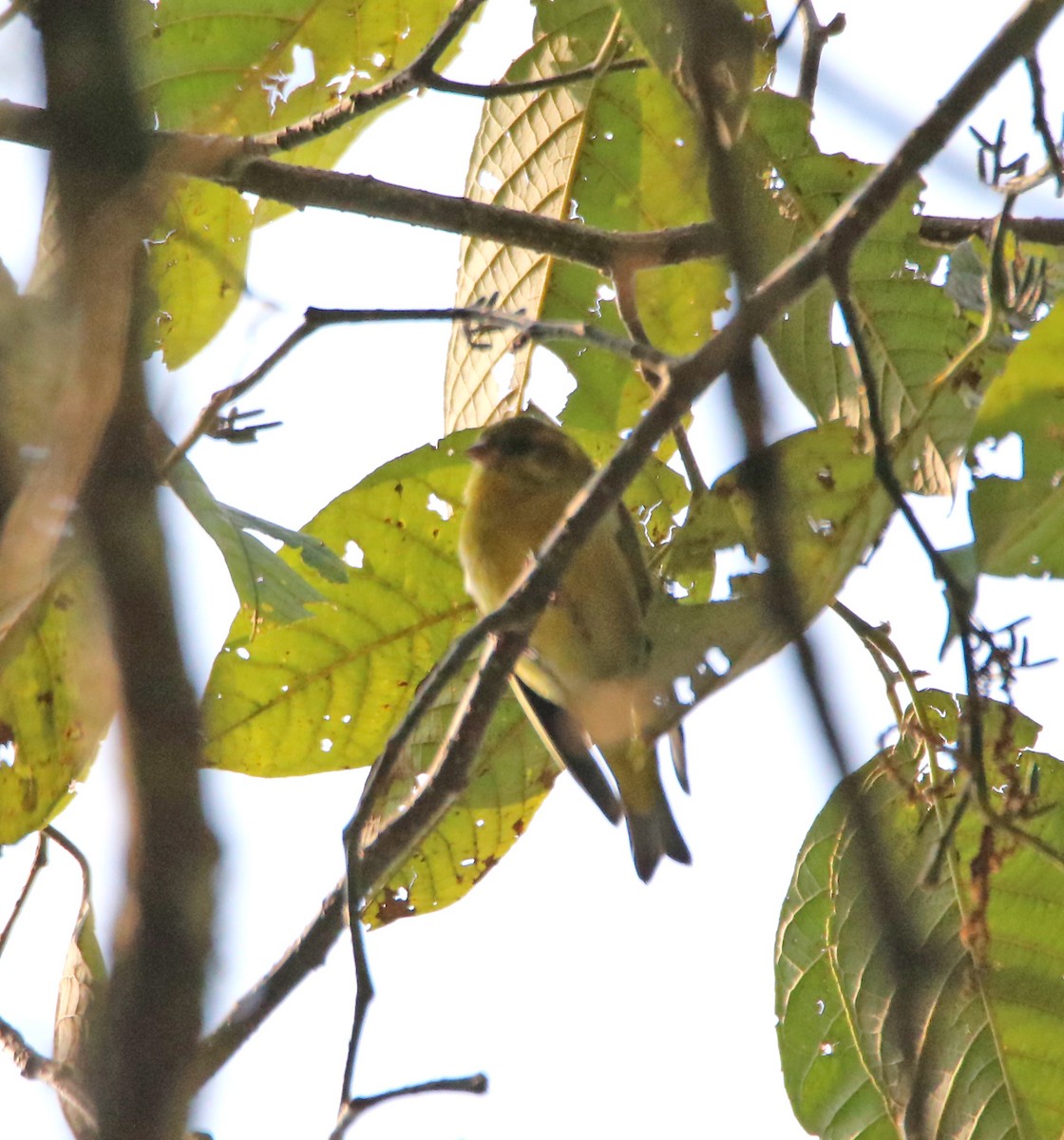 Tibetan Serin - ML638988151