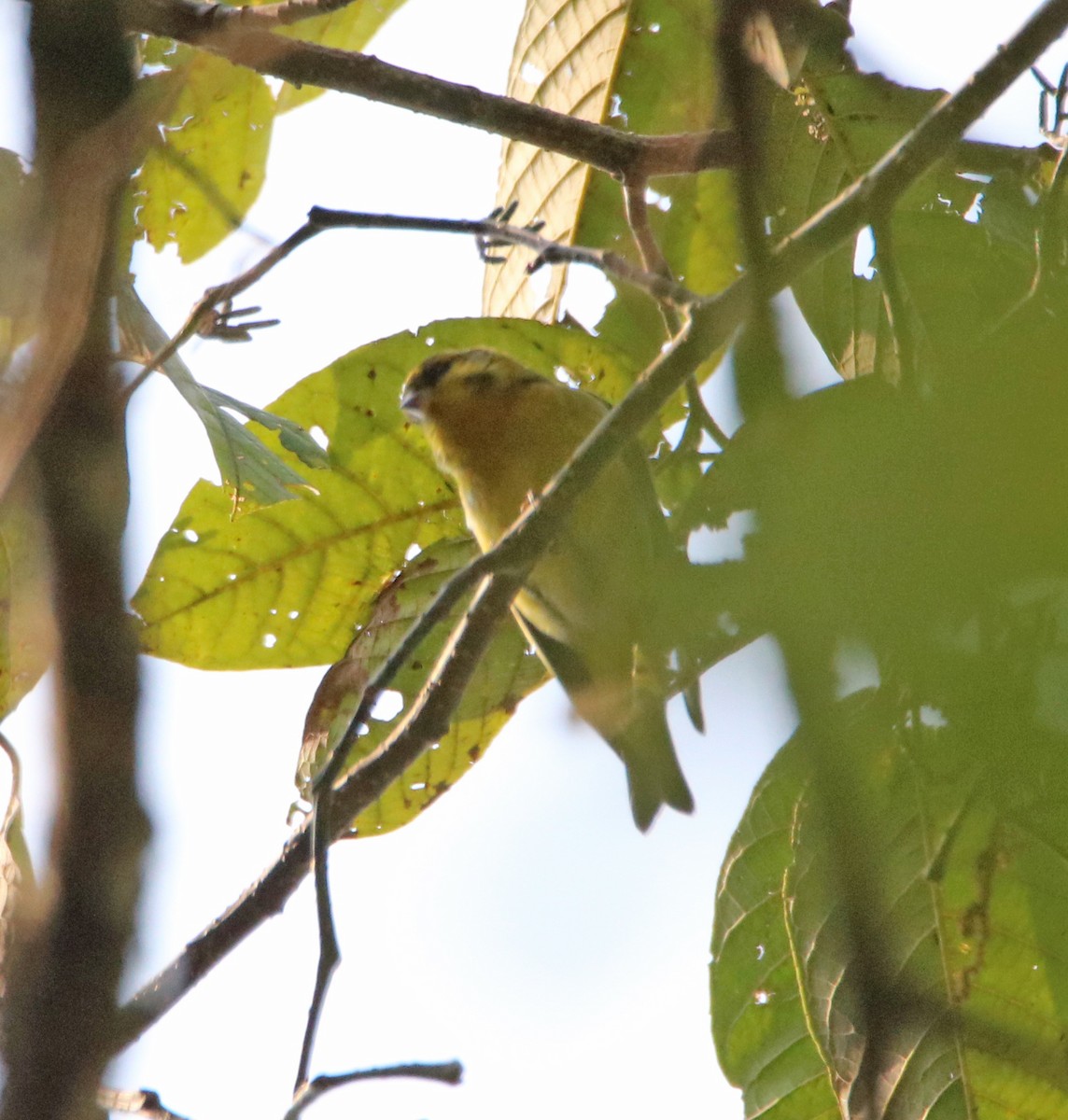 Tibetan Serin - ML638988152