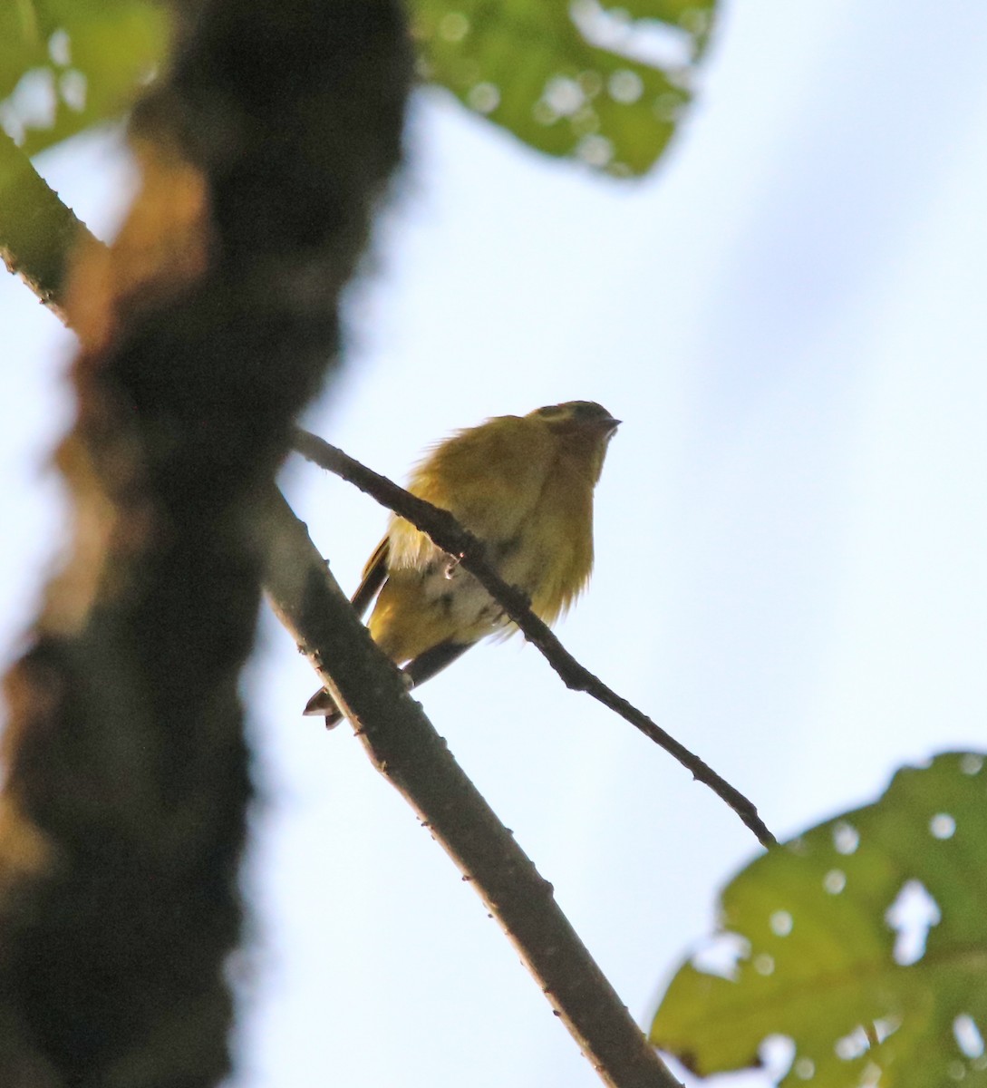 Tibetan Serin - ML638988153