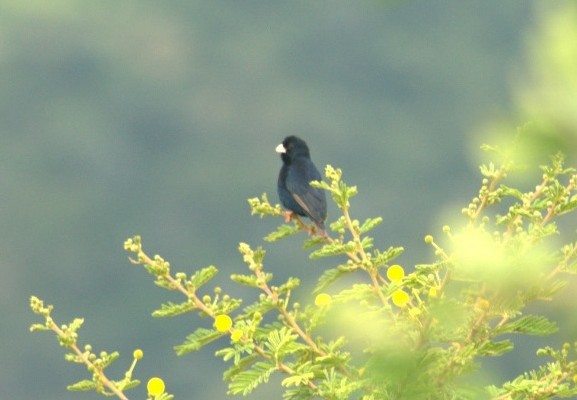 Dusky Indigobird - ML638988162