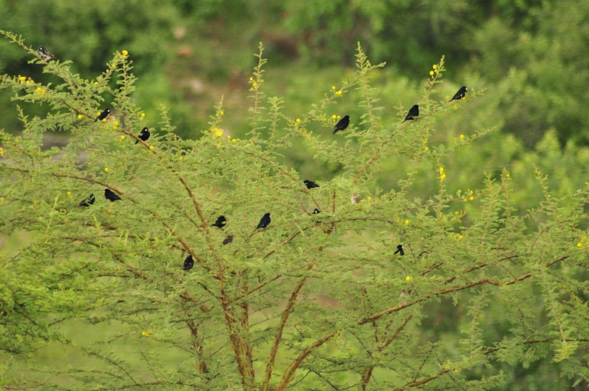 Dusky Indigobird - ML638988163