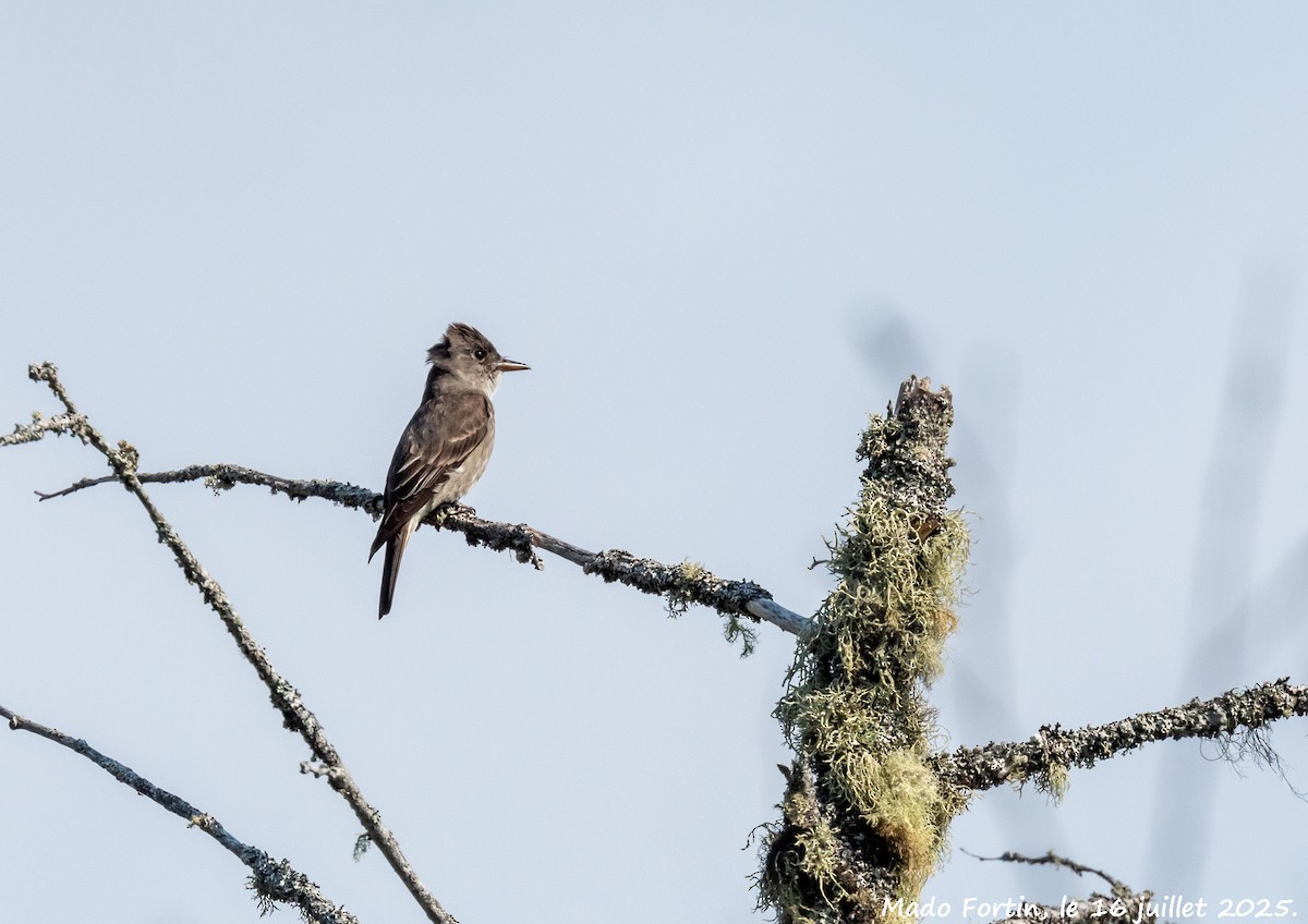 Olive-sided Flycatcher - ML638988187