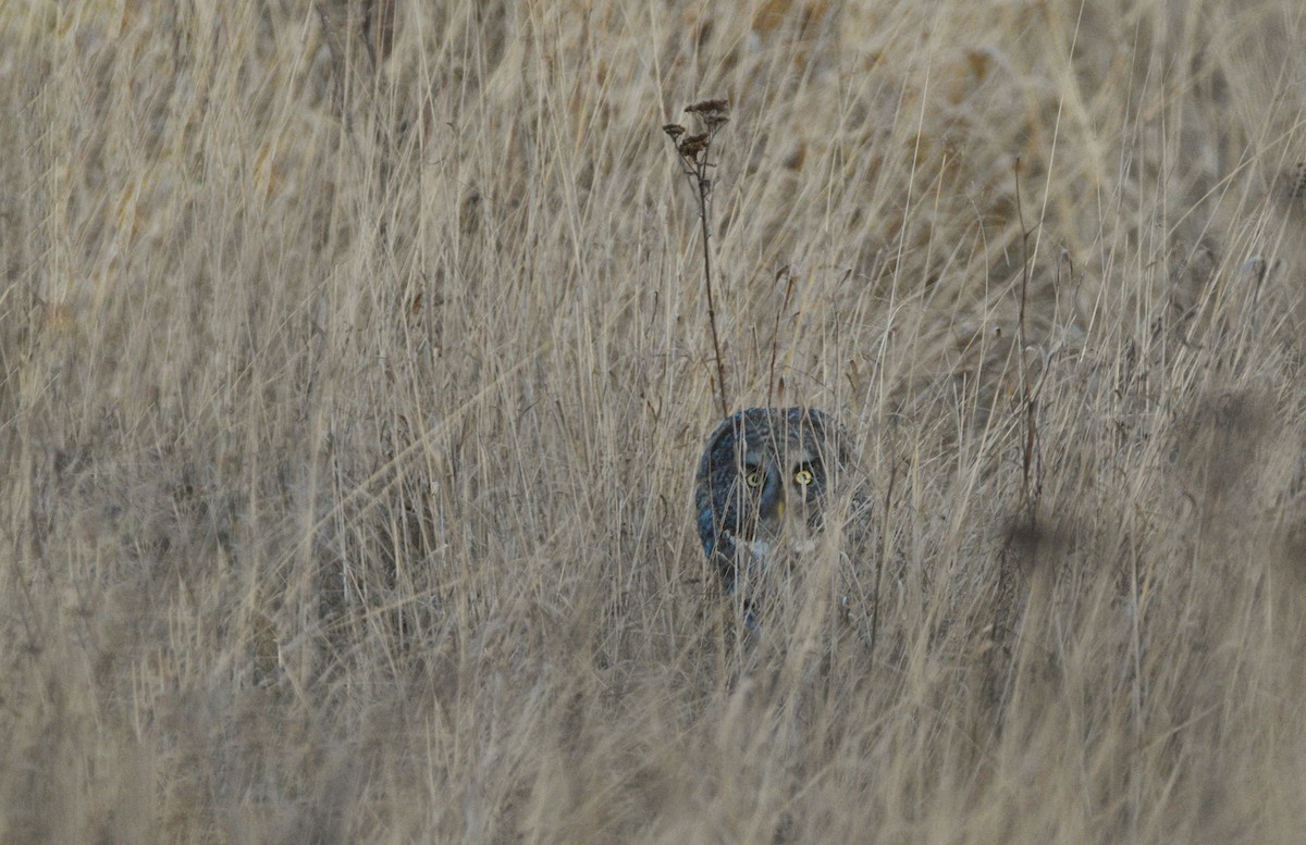 Great Gray Owl - ML638988208