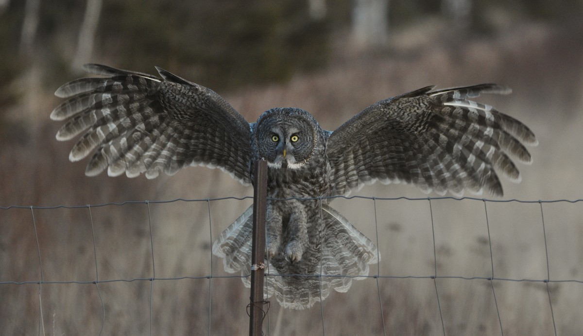 Great Gray Owl - ML638988209