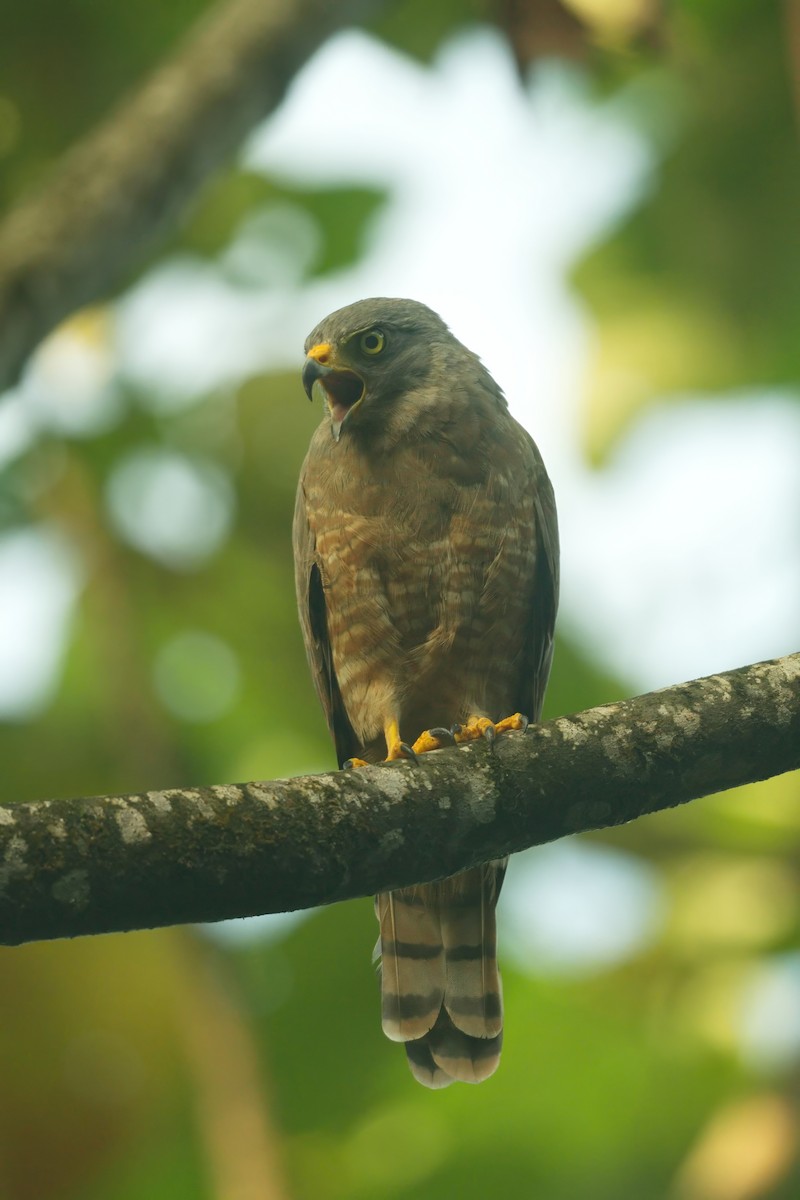 káně krahujová - ML638988212