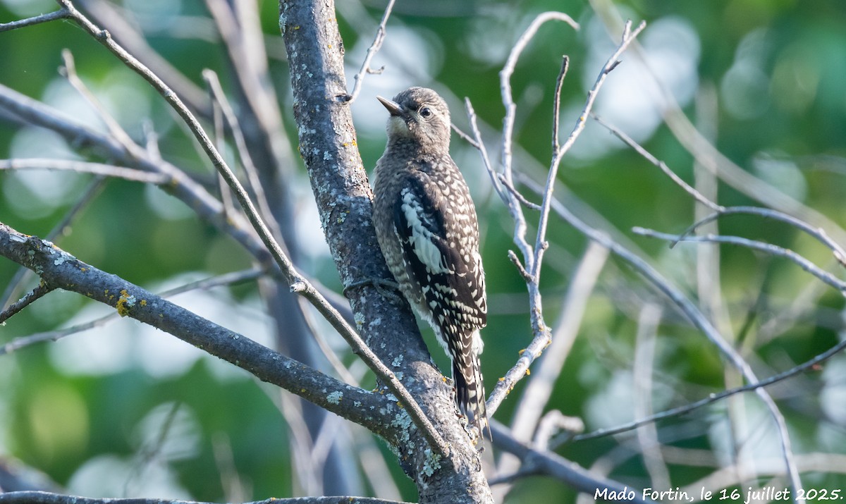 Yellow-bellied Sapsucker - ML638988219