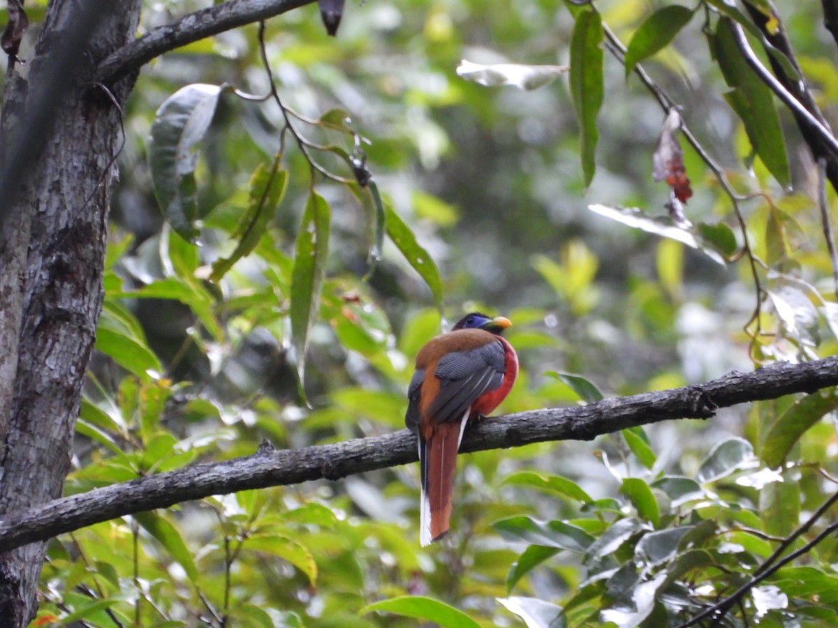 Philippine Trogon - ML638988223