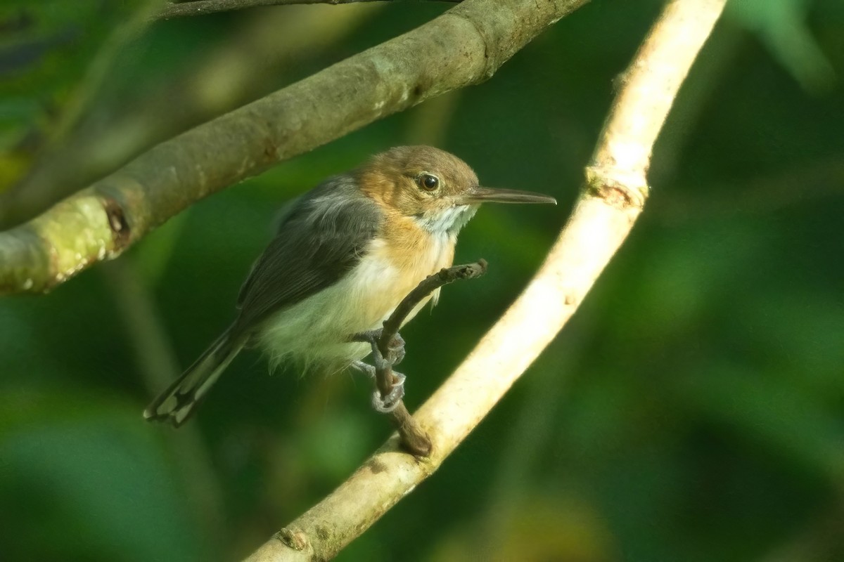 leskot dlouhozobý - ML638988224