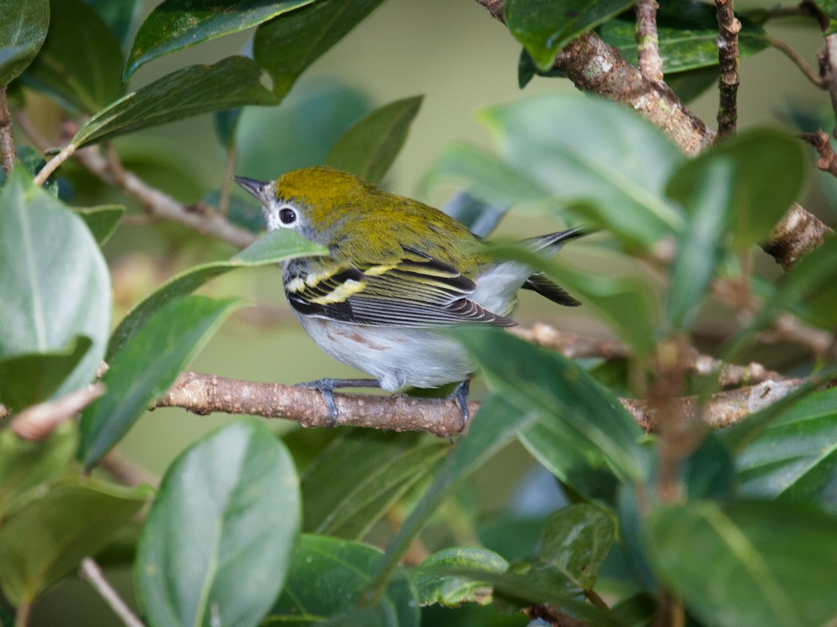 brunsideparula - ML638988225