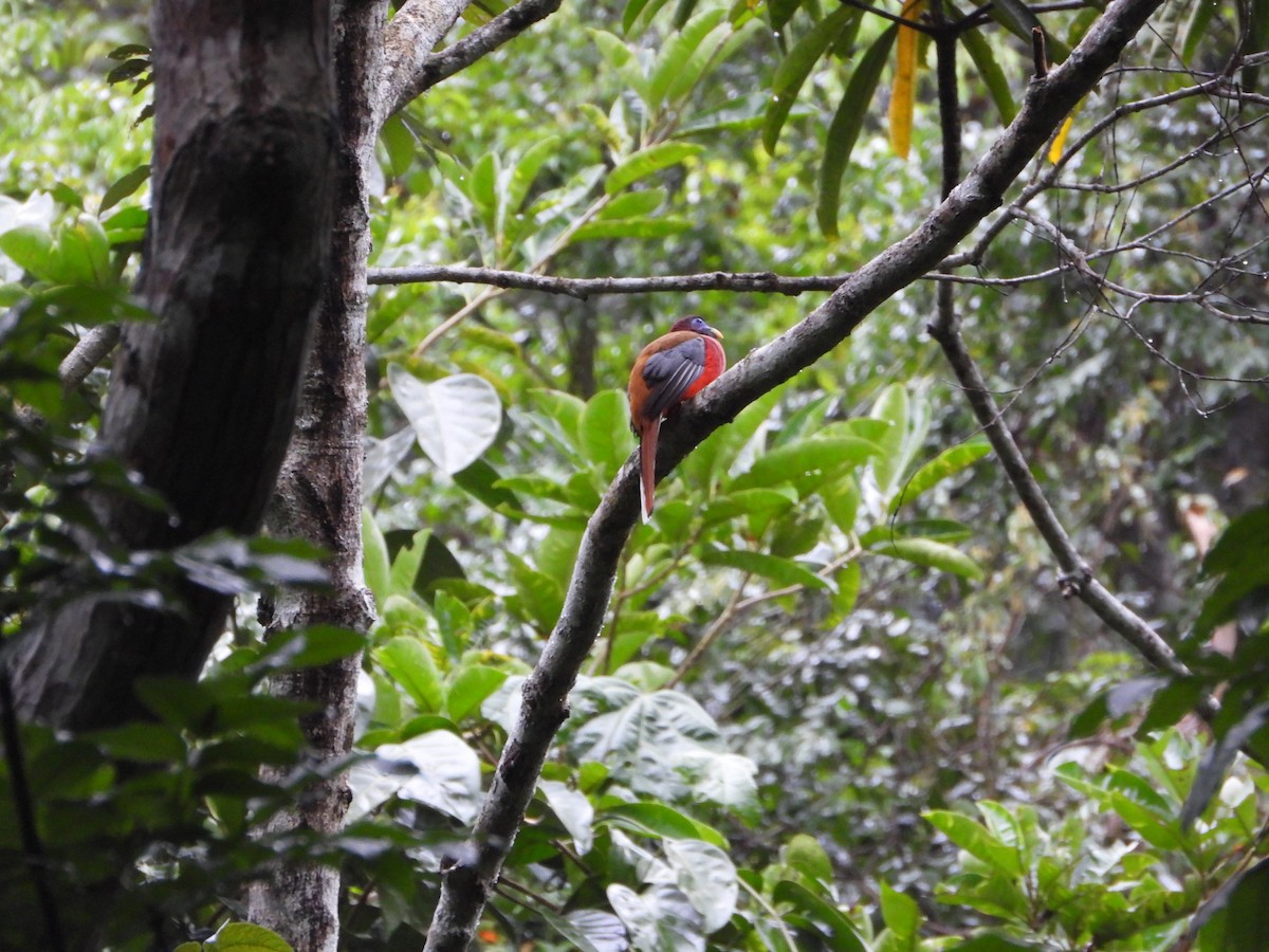Philippine Trogon - ML638988227