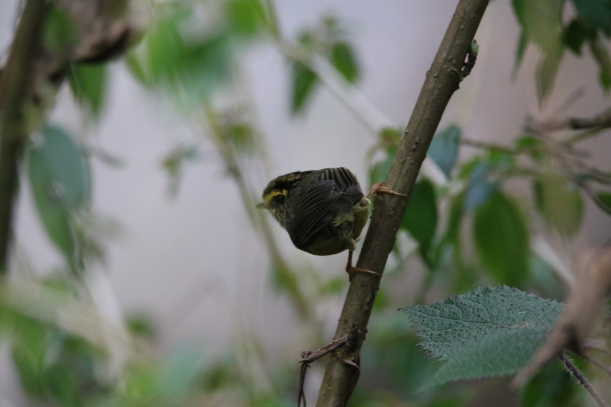 Yellow-throated Fulvetta - ML638988228