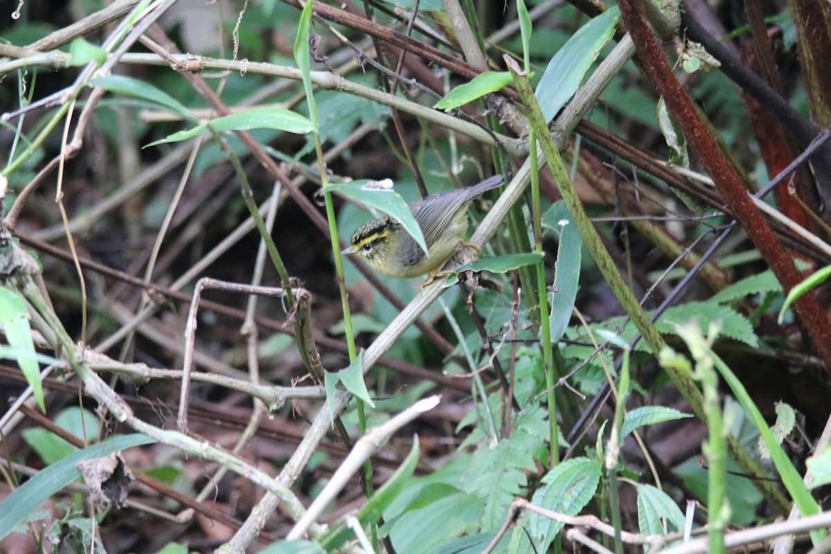 Yellow-throated Fulvetta - ML638988229