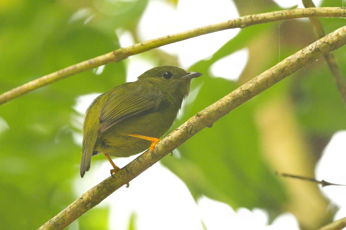 Golden-collared Manakin - ML638988237