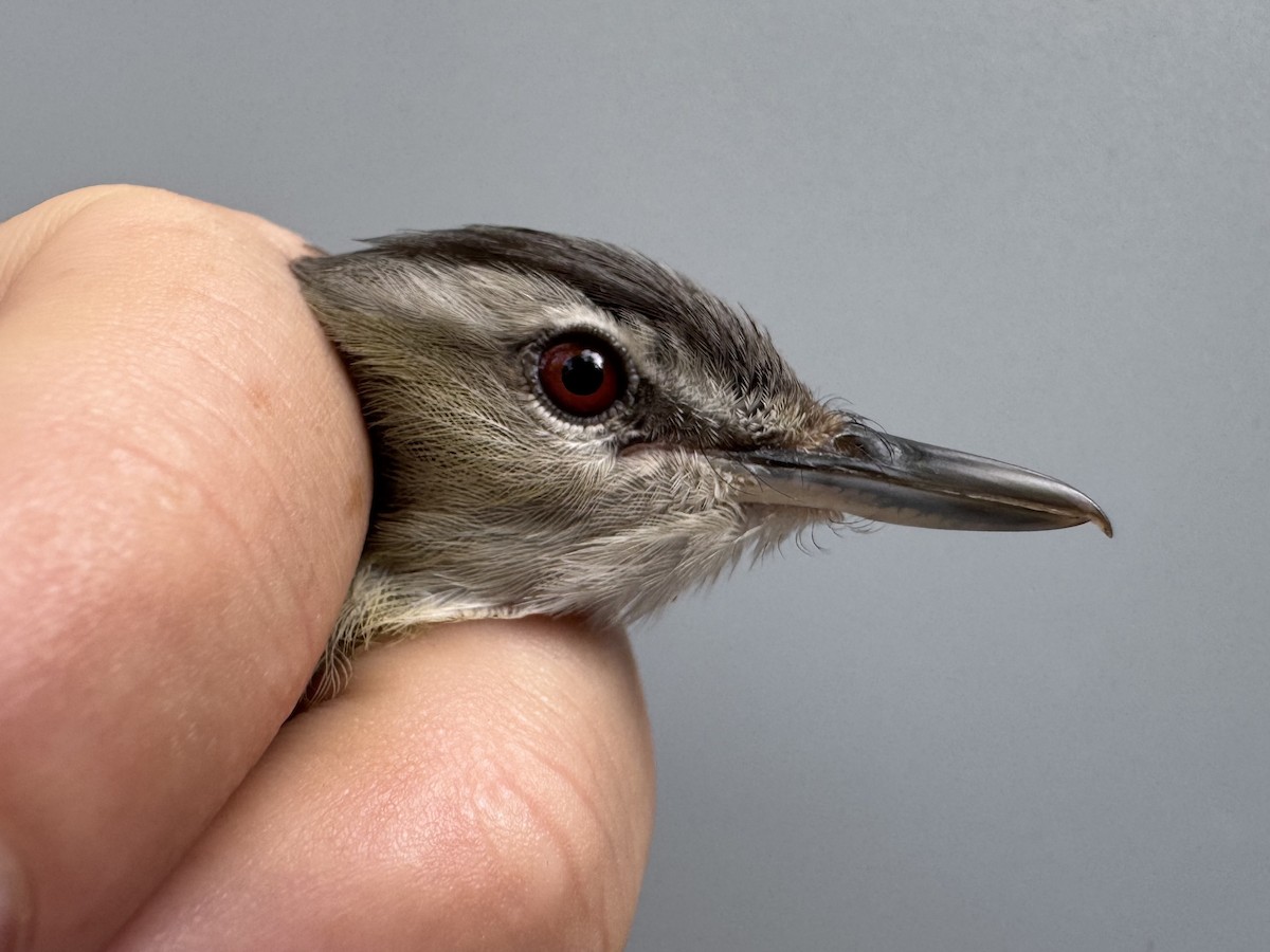 Red-eyed Vireo - ML638988266