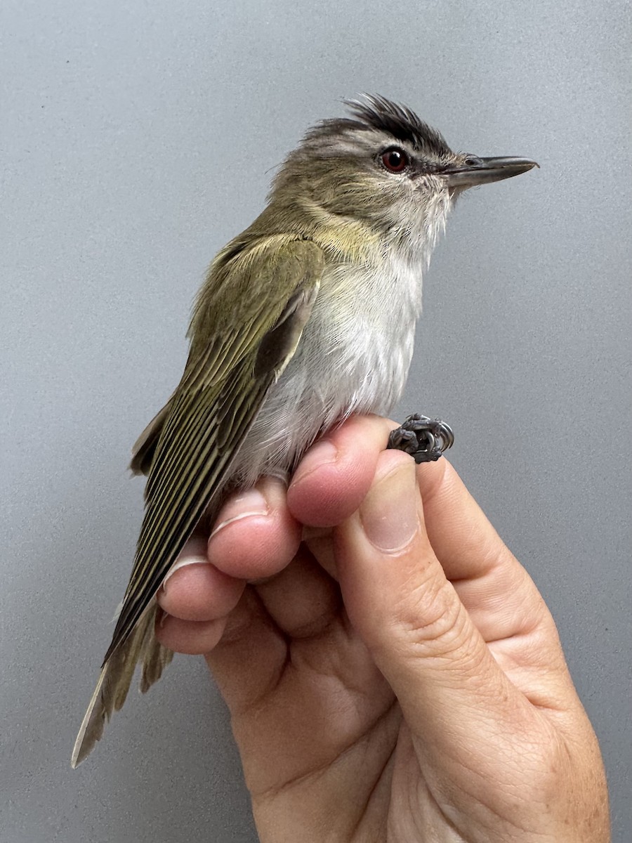 Red-eyed Vireo - ML638988267
