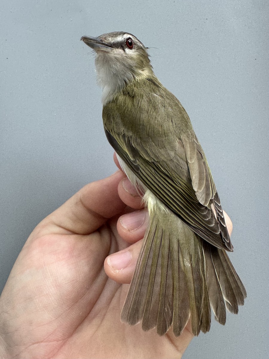 Red-eyed Vireo - ML638988268