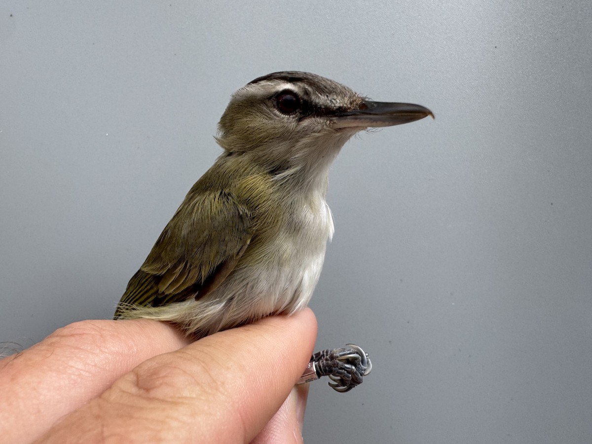 Red-eyed Vireo - ML638988270