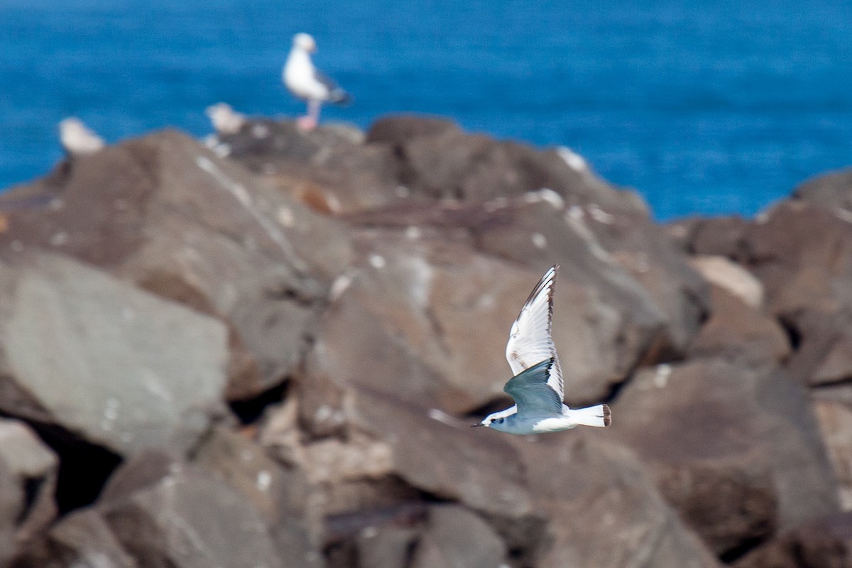Bonaparte's Gull - ML638988275