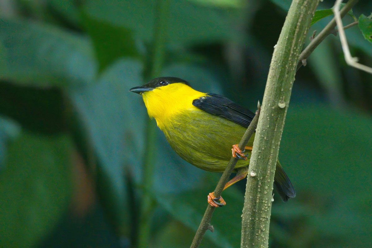 Golden-collared Manakin - ML638988277