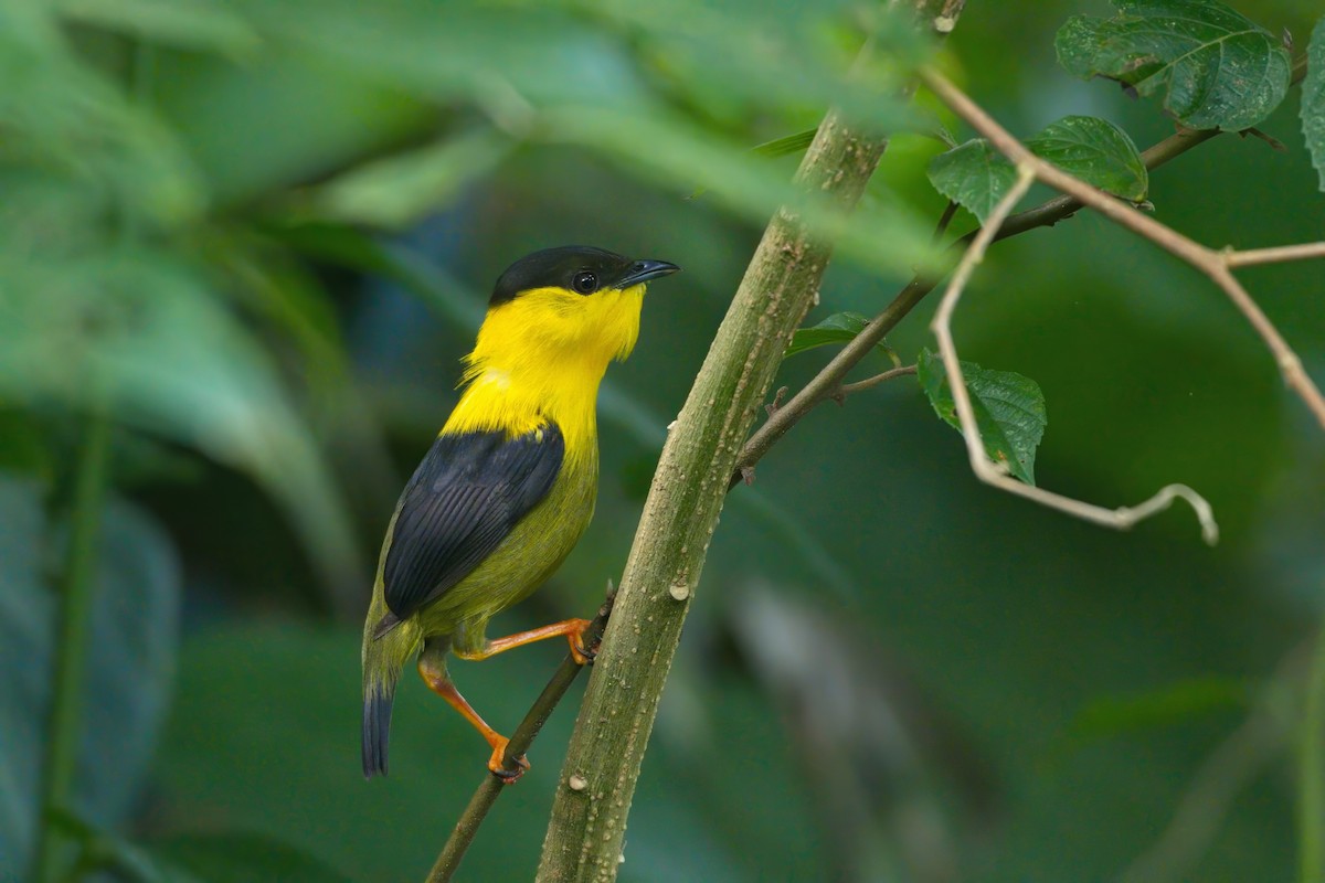 Golden-collared Manakin - ML638988278