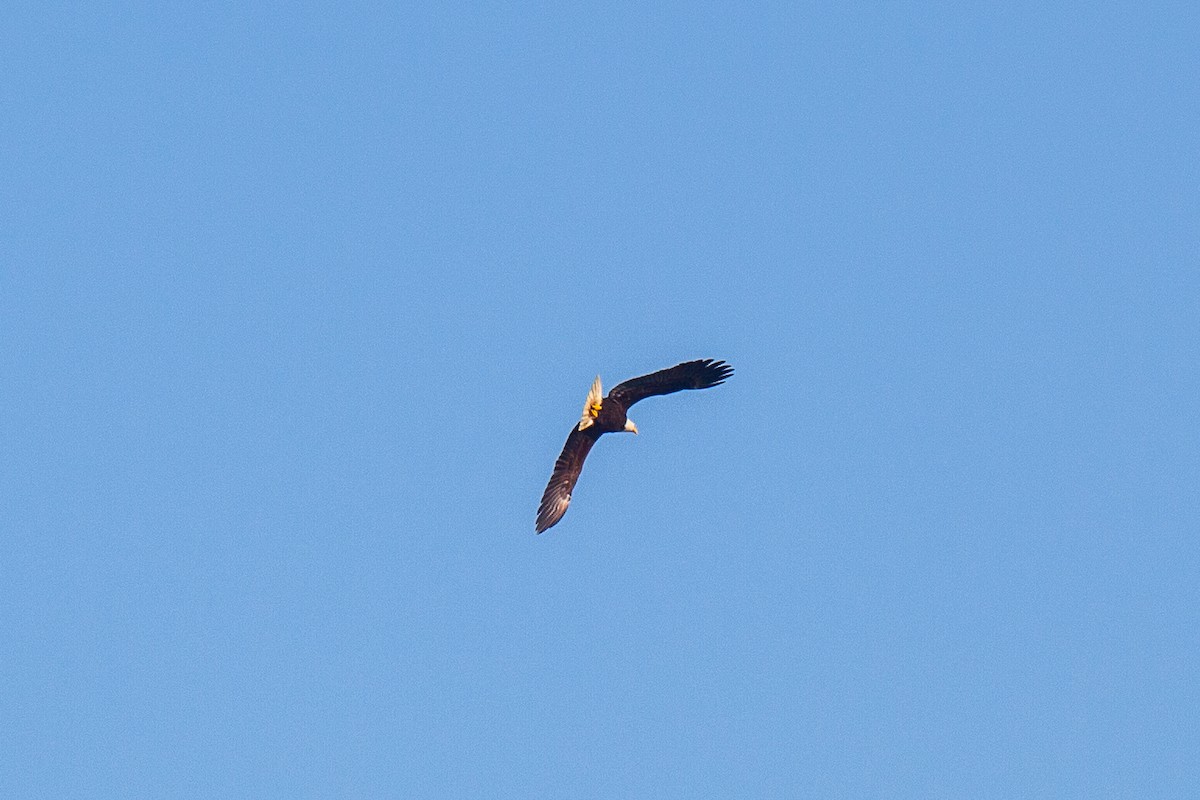 Bald Eagle - ML638988284