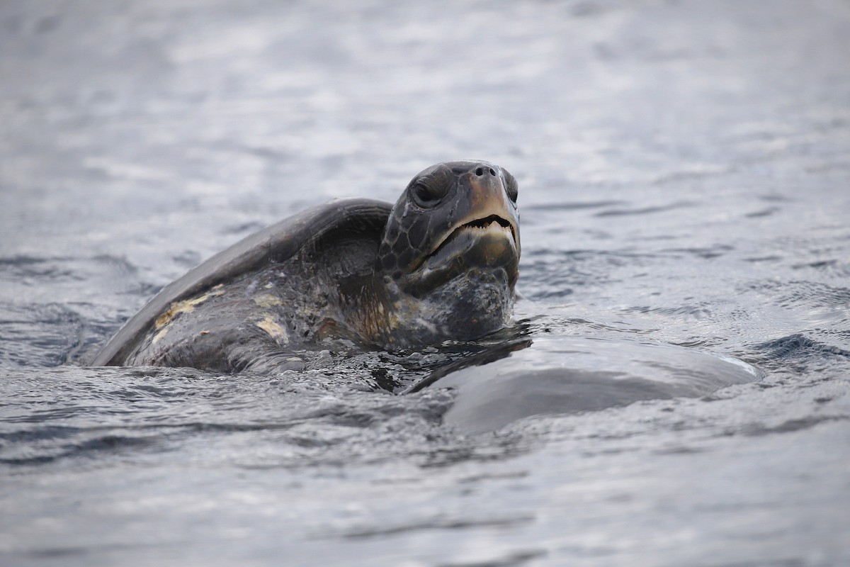 Green Sea Turtle - ML638988297