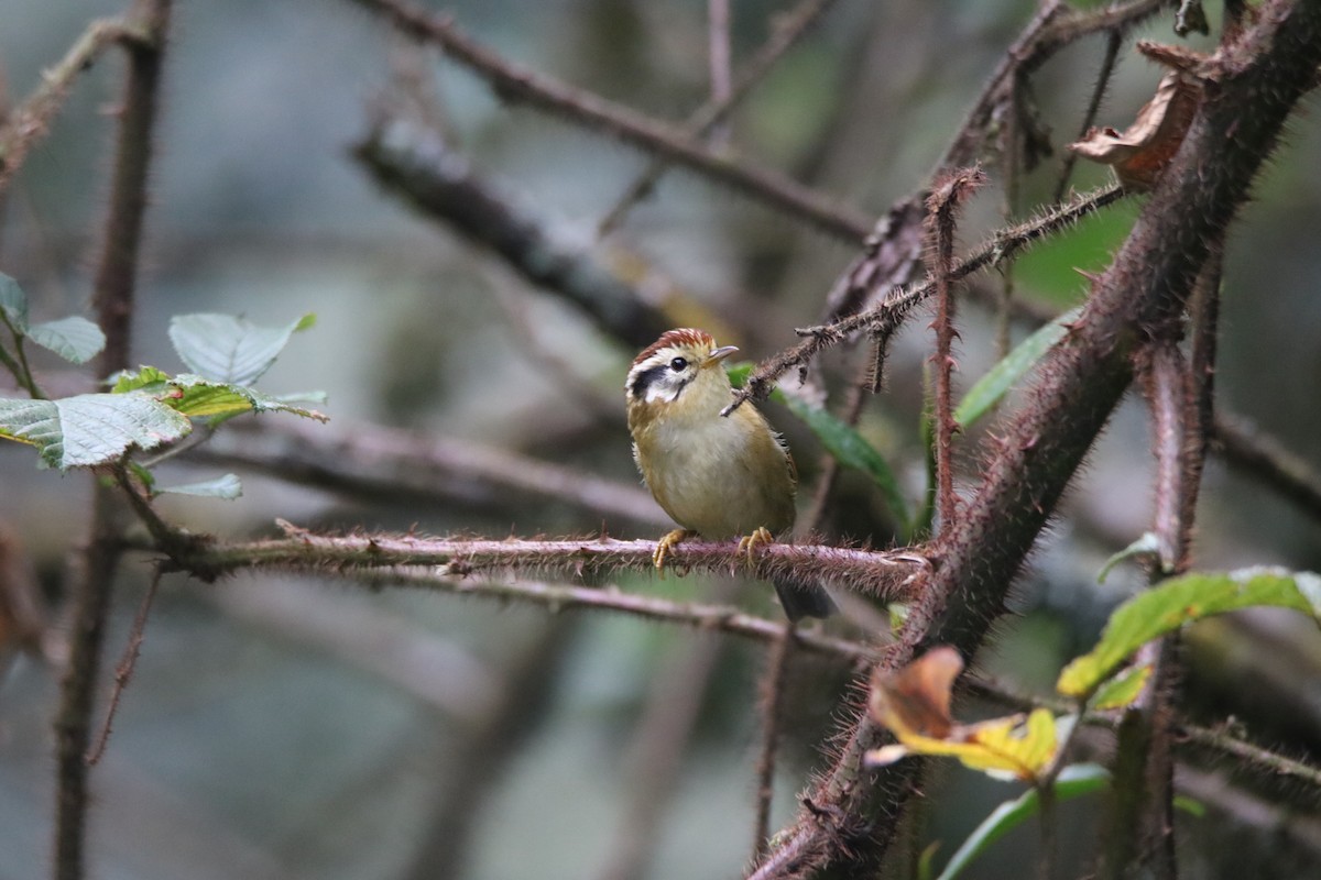 Rufous-winged Fulvetta - ML638988301