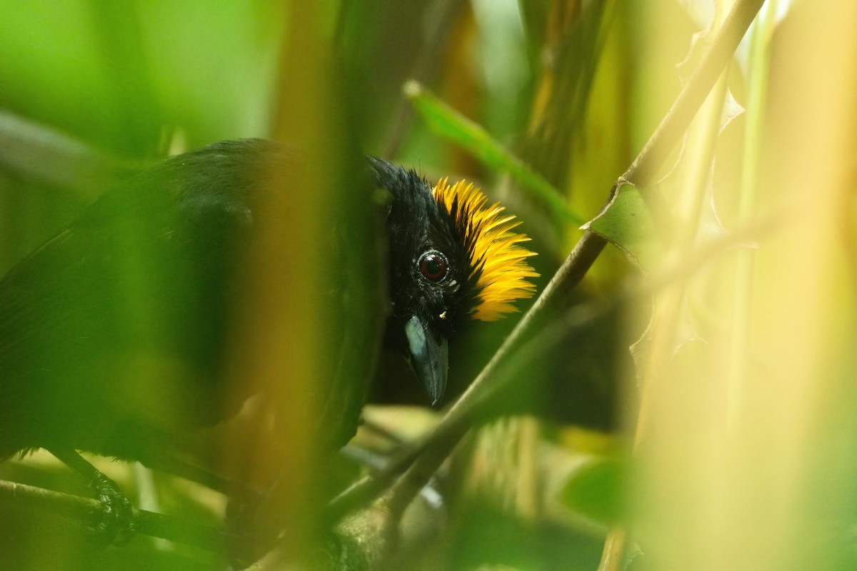 Tawny-crested Tanager - ML638988302