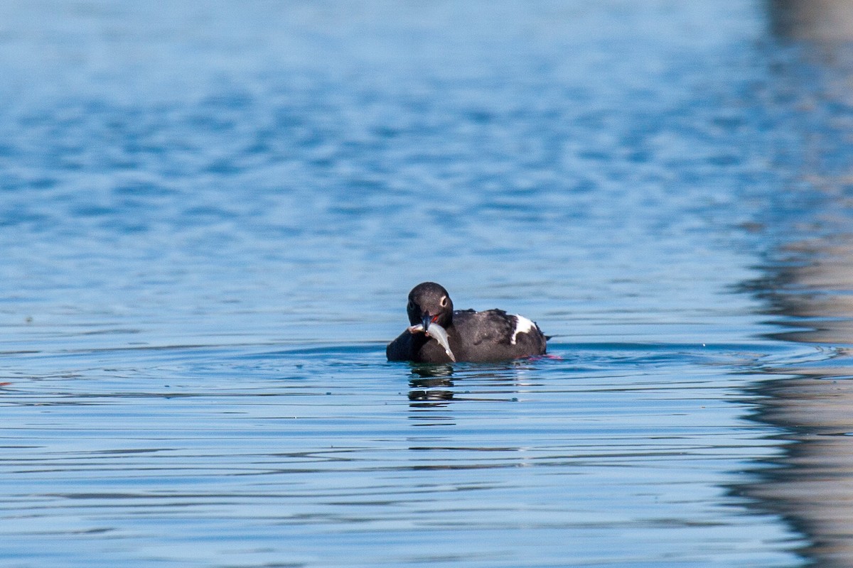 Pigeon Guillemot - ML638988303