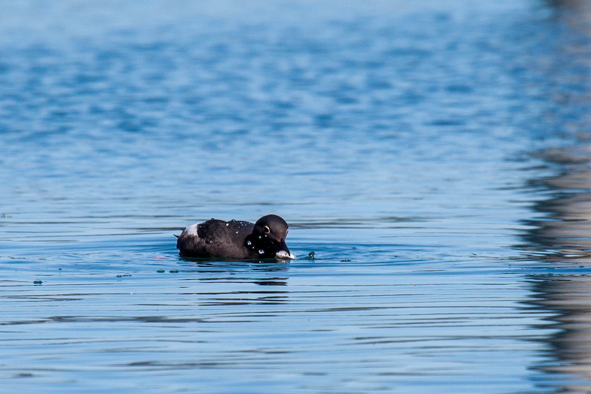 Pigeon Guillemot - ML638988304