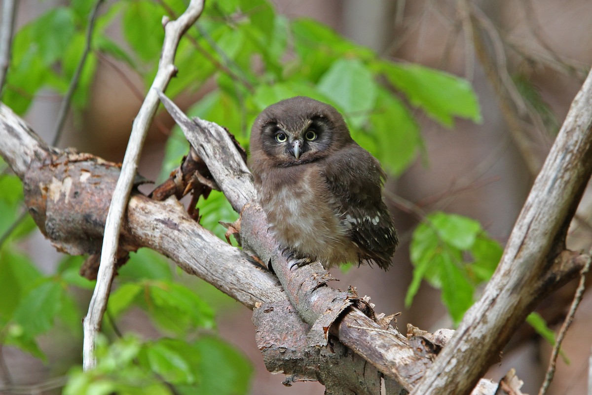 Boreal Owl - Christoph Moning