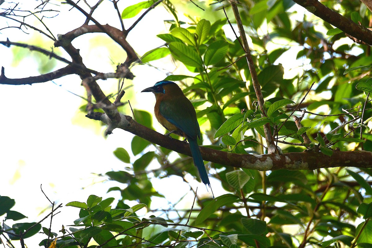 Lesson's Motmot - ML638988323