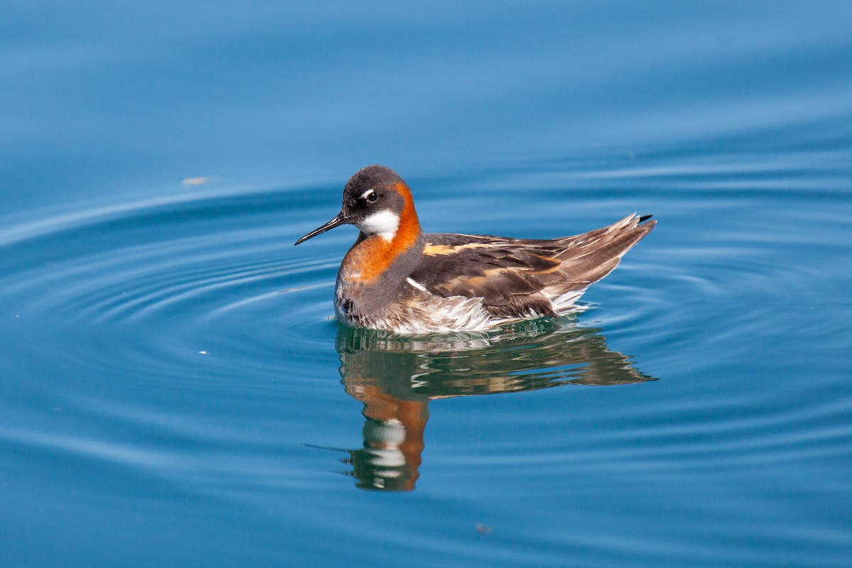 Red-necked Phalarope - ML638988324