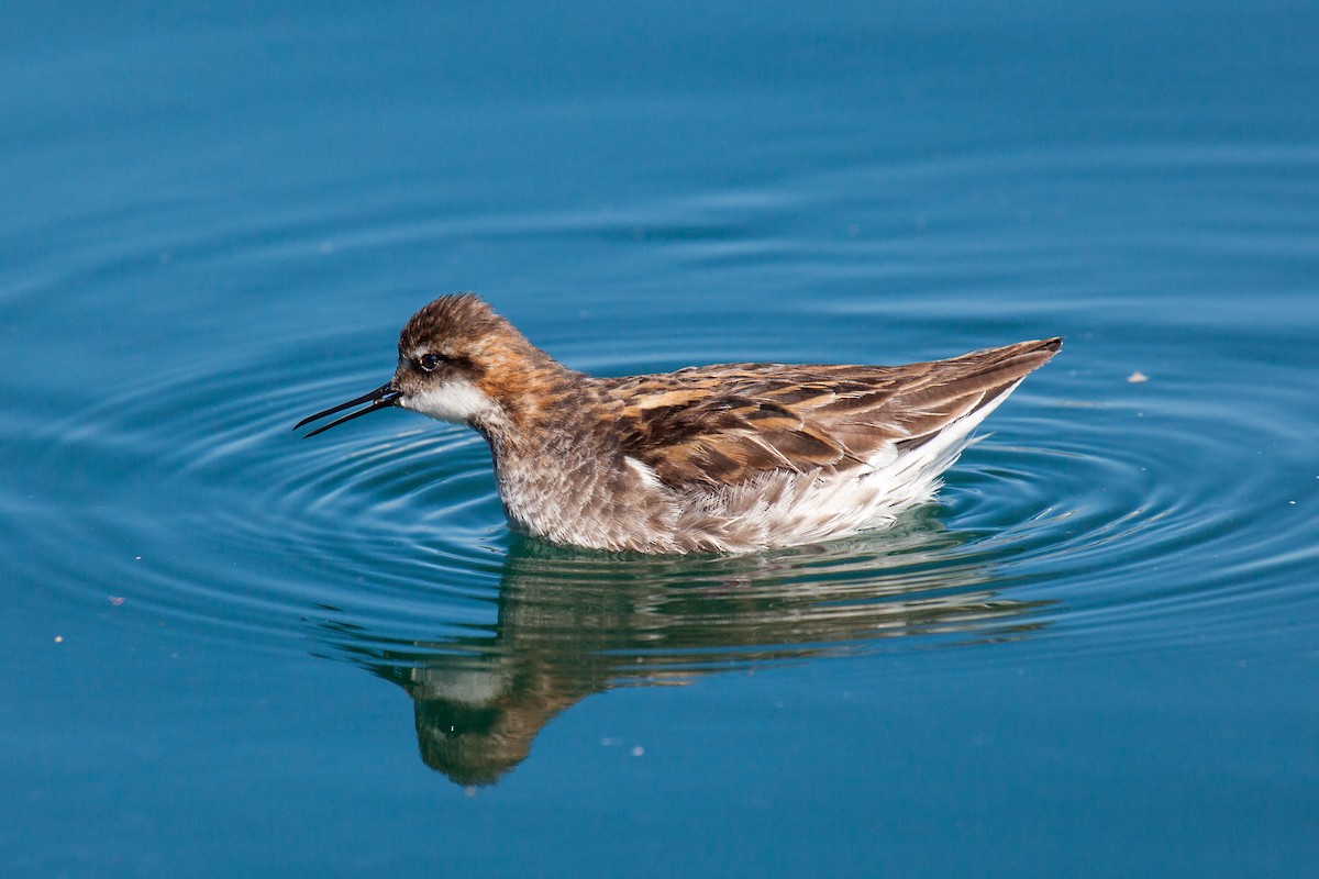 Red-necked Phalarope - ML638988325