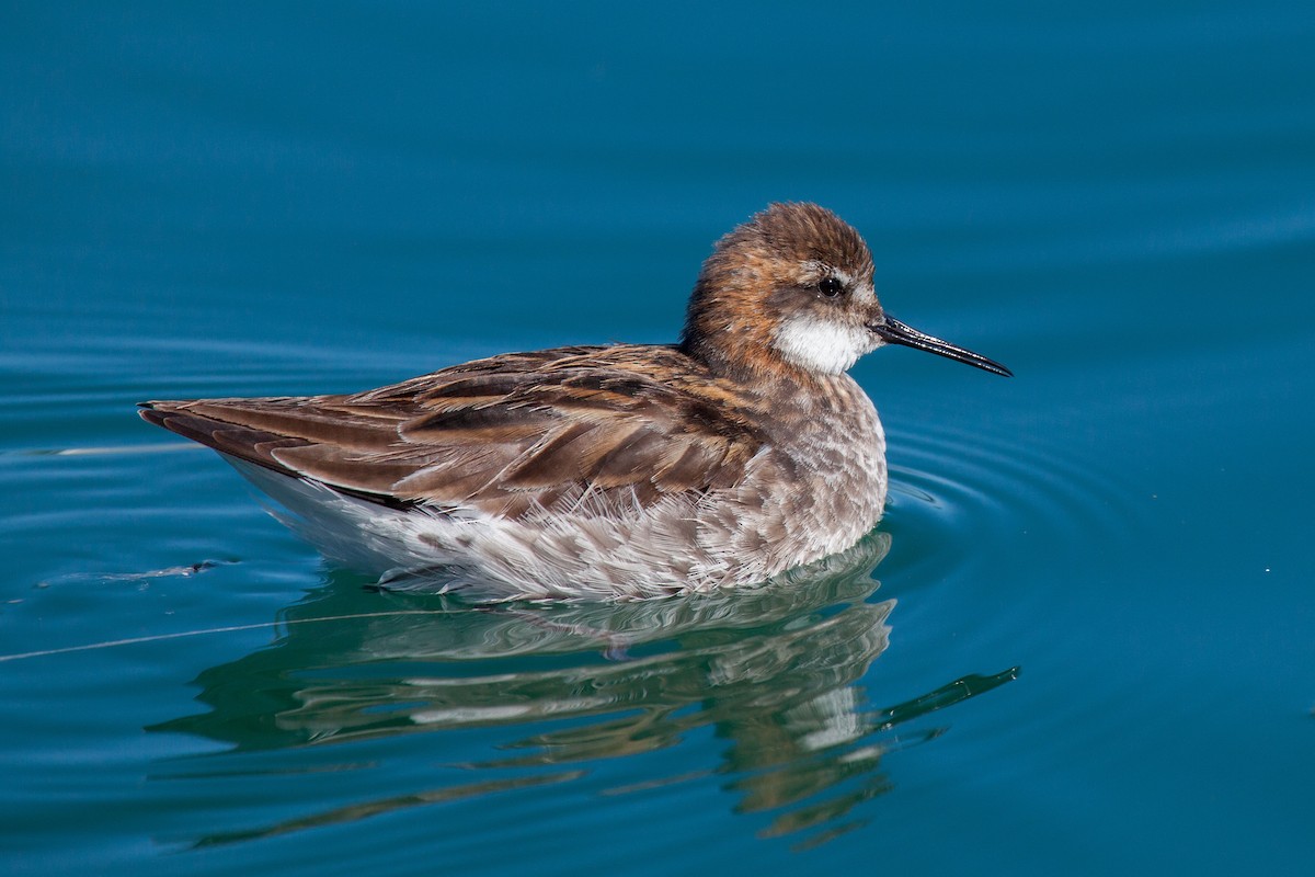 Red-necked Phalarope - ML638988326