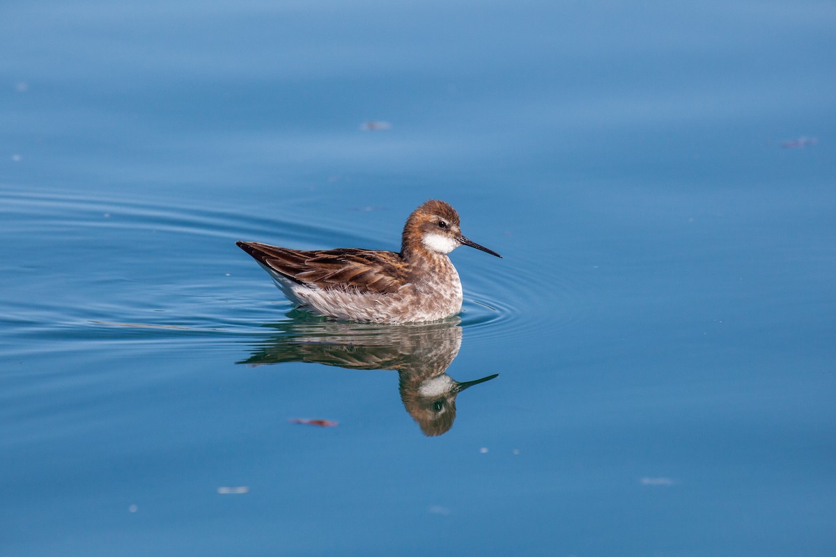 Red-necked Phalarope - ML638988327