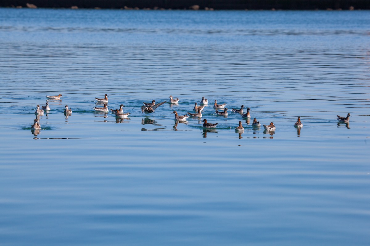 Red-necked Phalarope - ML638988328