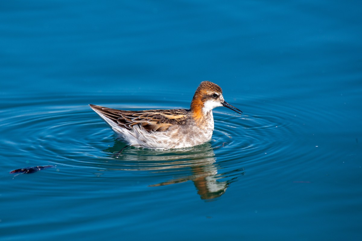 Red-necked Phalarope - ML638988329