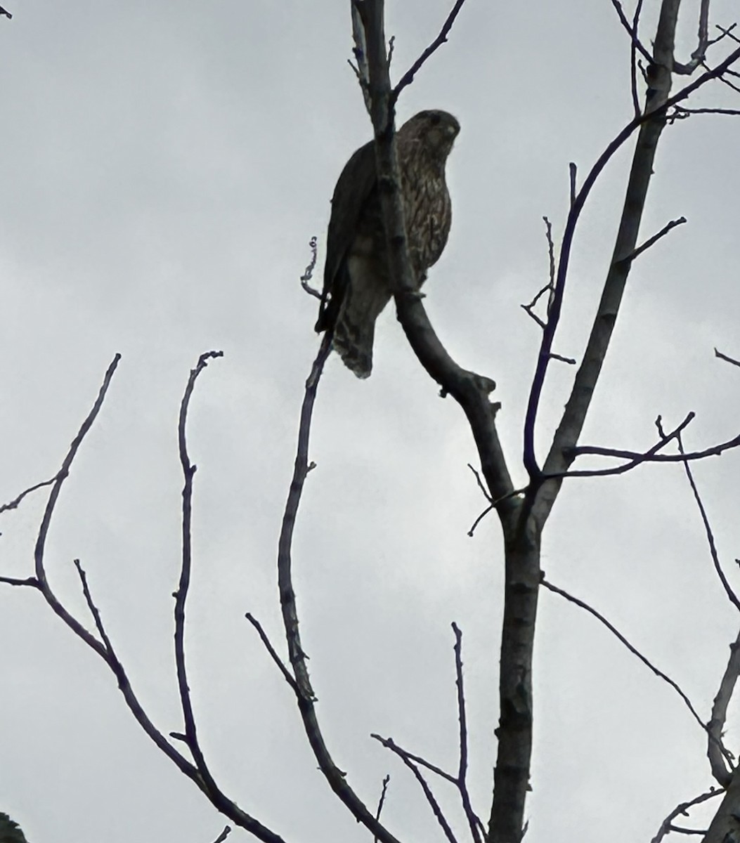 Merlin - ML638988338
