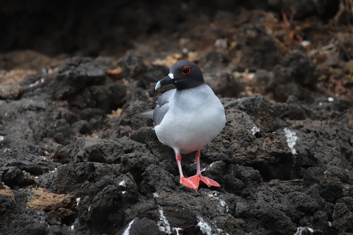 Swallow-tailed Gull - ML638988341