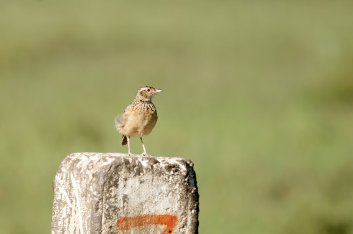 Rufous-naped Lark - ML638988361