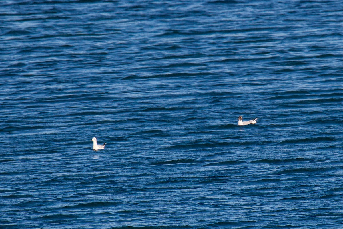 Bonaparte's Gull - ML638988364