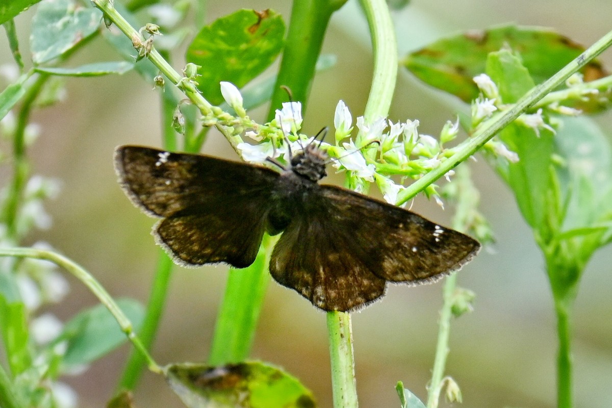 Insects - ML638988370