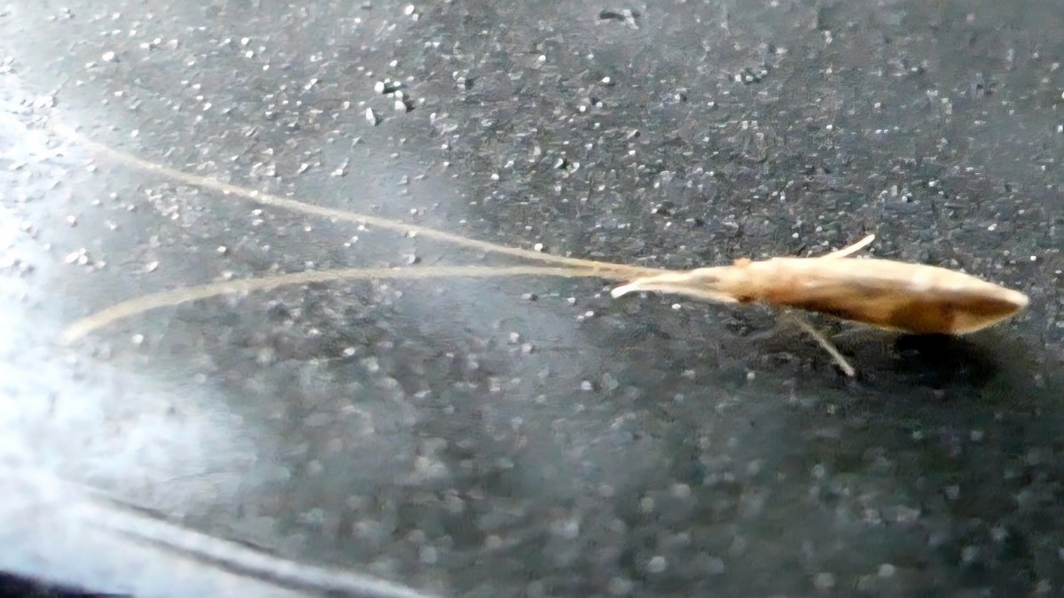 Long-horned Caddisflies - ML638988374