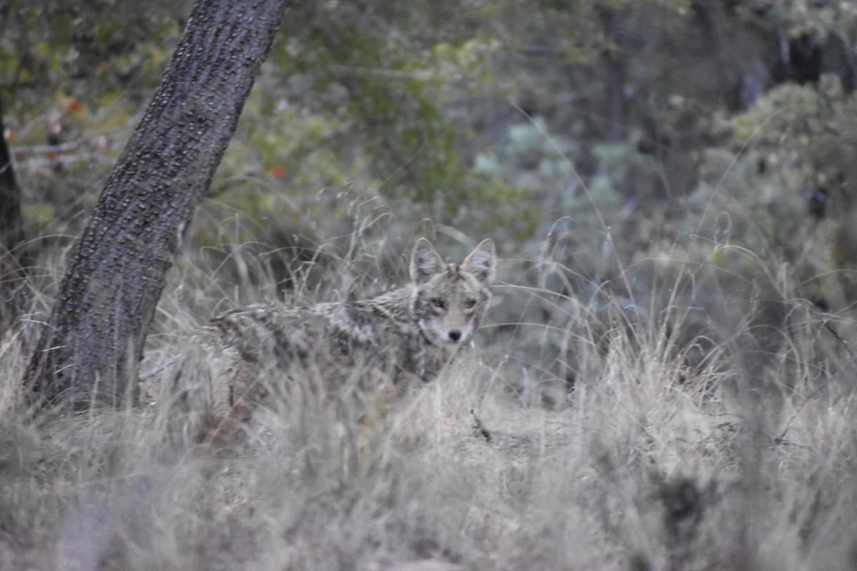 Coyote - ML638988379