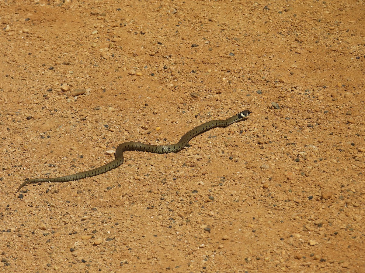 Barred Grass Snake - ML638988383