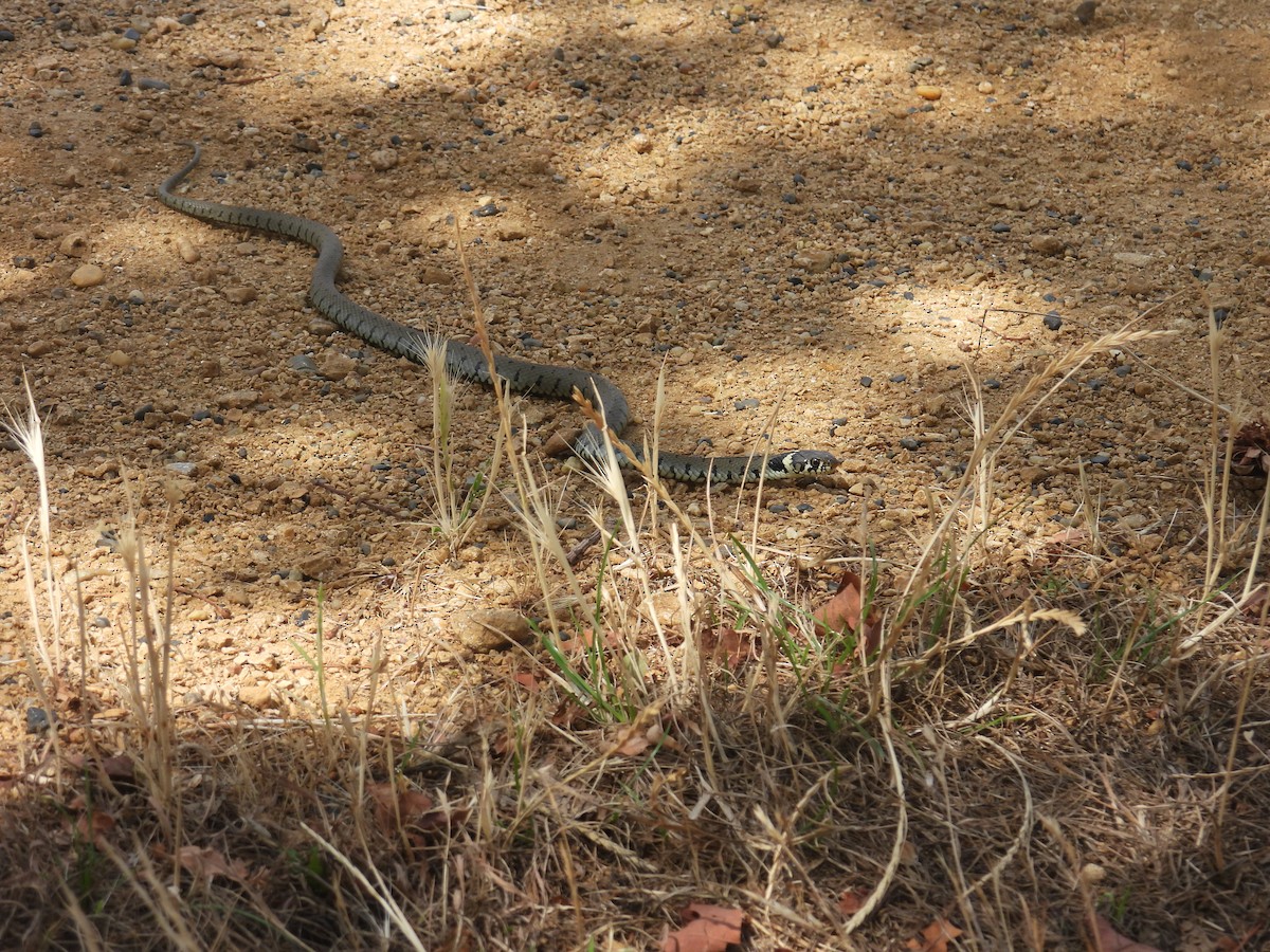 Barred Grass Snake - ML638988385