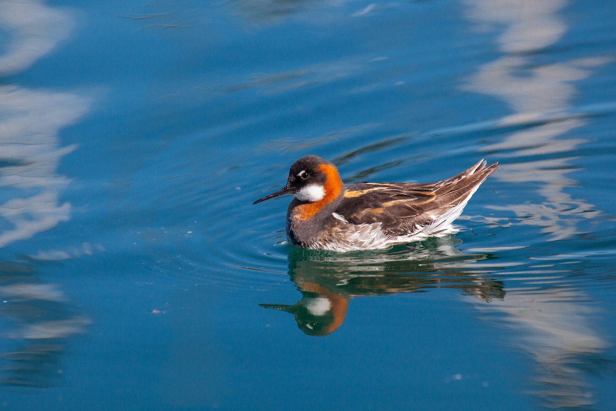 Red-necked Phalarope - ML638988388