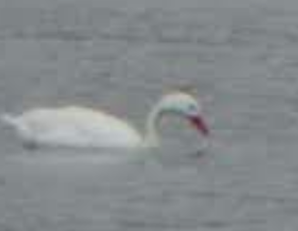 Coscoroba Swan - ML638988416
