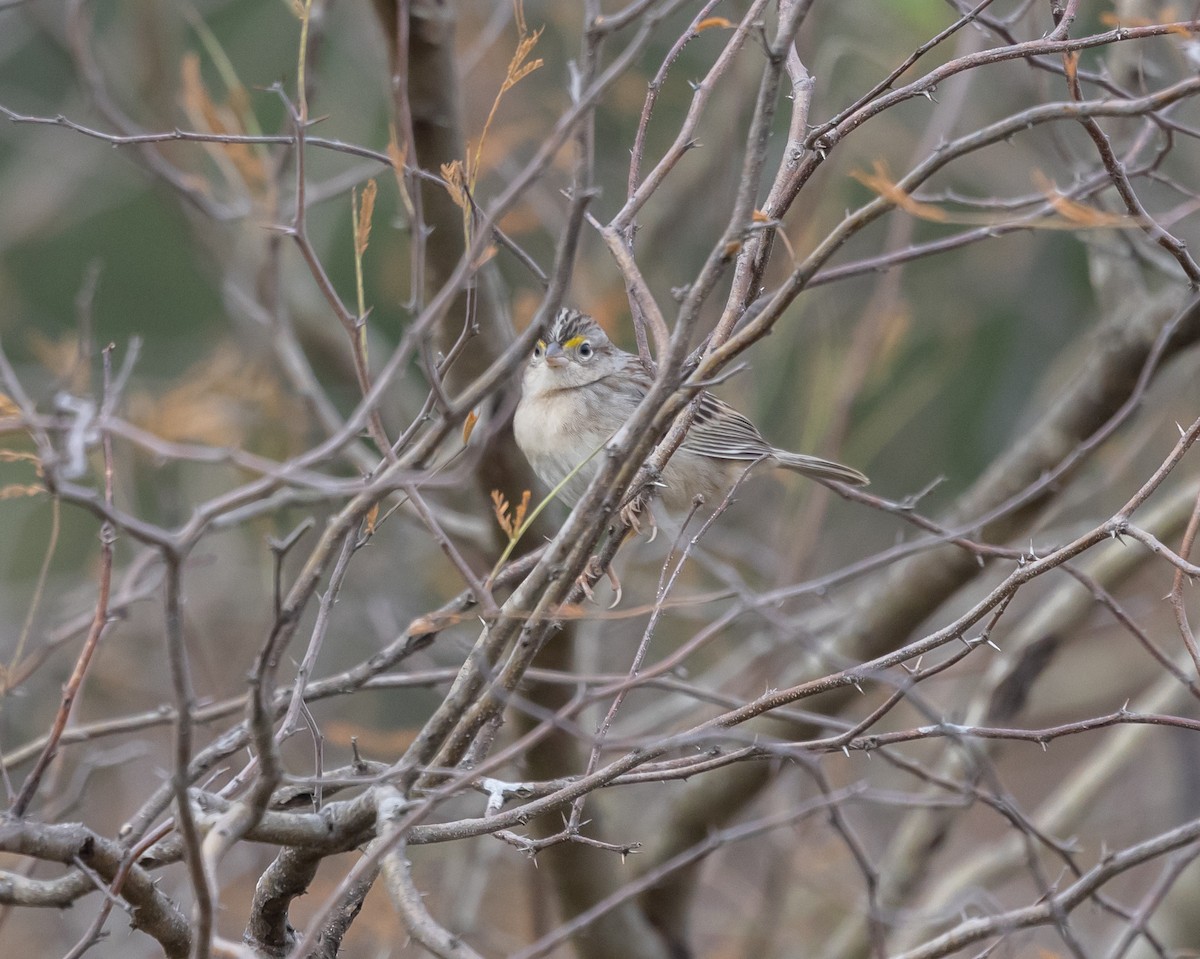 Grassland Sparrow - ML638988419